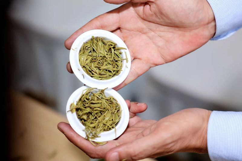 有关于2024中国沐川紫茶大会手工制茶比赛举行的相关内容(9)