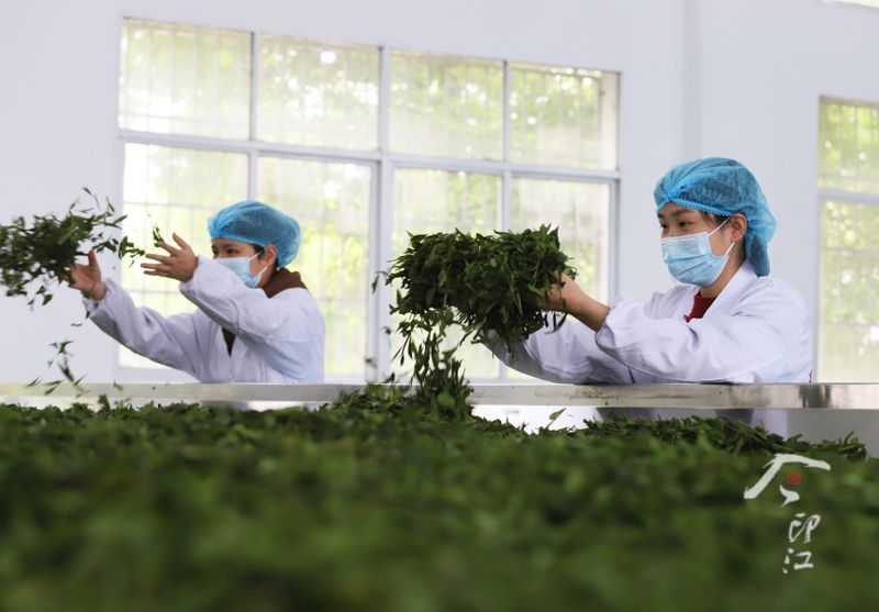 关于印江   “红茶绿茶”双轮驱动促增收的新闻(7)