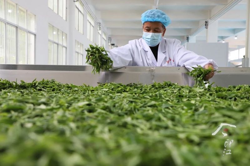 关于印江   “红茶绿茶”双轮驱动促增收的新闻(3)