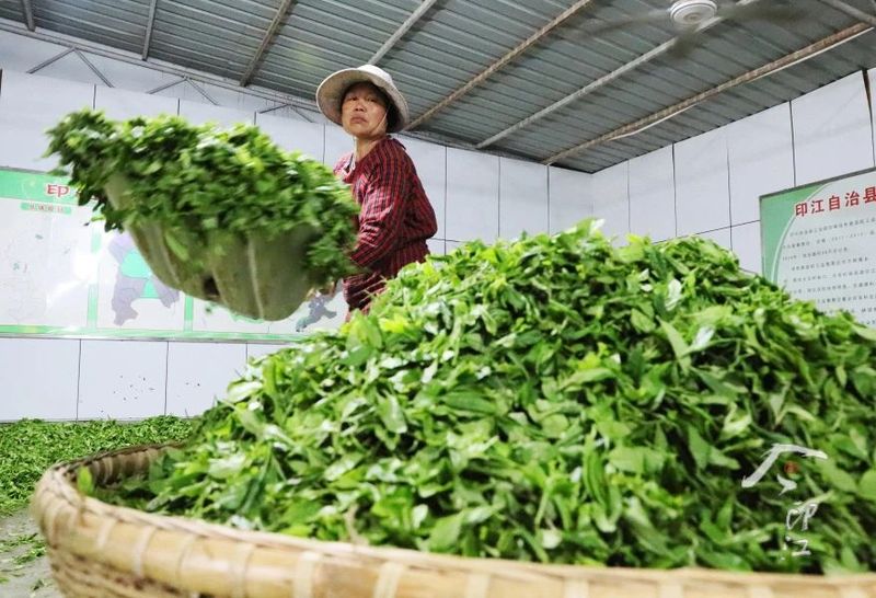关于印江   “红茶绿茶”双轮驱动促增收的新闻(1)