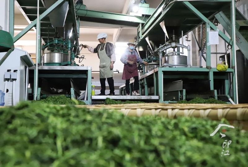 关于印江   “红茶绿茶”双轮驱动促增收的新闻