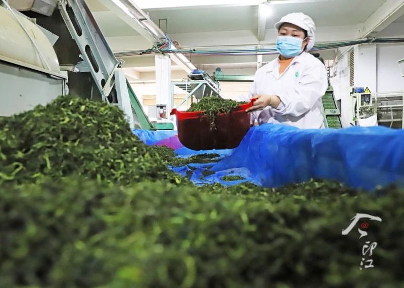 关于印江   “红茶绿茶”双轮驱动促增收的新闻(2)