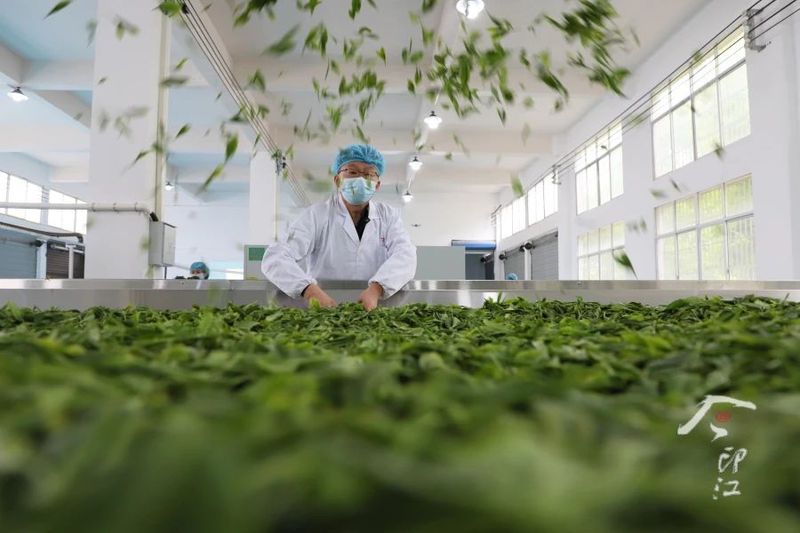 关于印江   “红茶绿茶”双轮驱动促增收的新闻(5)