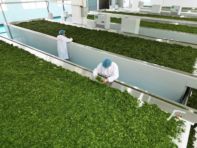 关于印江   “红茶绿茶”双轮驱动促增收的新闻(4)