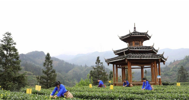 关于独峒镇:小叶子大产业 绿了青山富了民的资讯