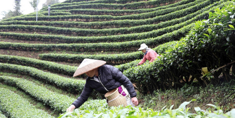 关于独峒镇：小叶子大产业 绿了青山富了民的资讯(1)