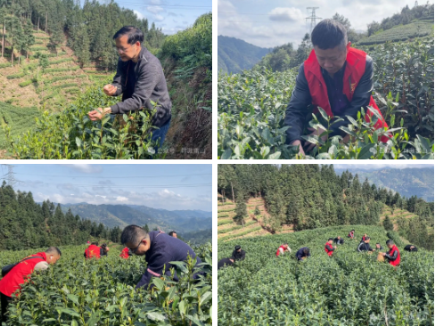 有关于雷山县多部门联合开展“采茶助农增收”主题党日活动的内容(1)