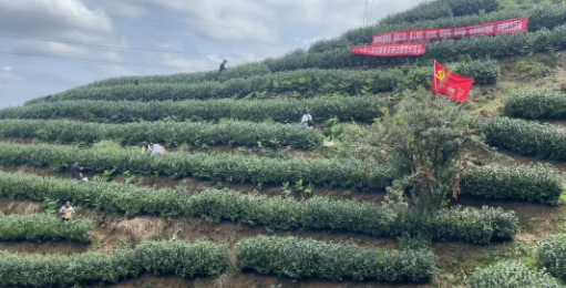 有关于雷山县多部门联合开展“采茶助农增收”主题党日活动的内容