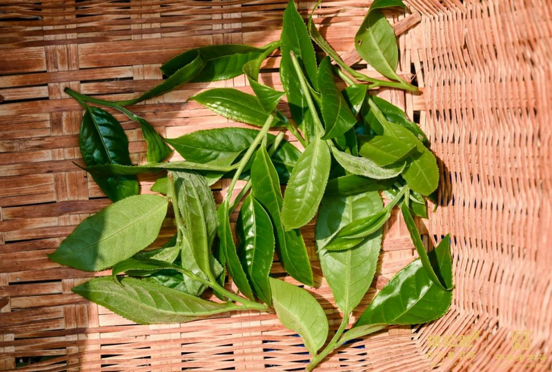 有关于谁有老班章、冰岛五寨茶王树采摘权？的相关信息(6)