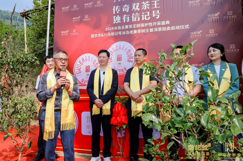 有关于谁有老班章、冰岛五寨茶王树采摘权？的相关信息(3)