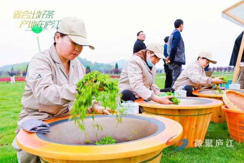 有关于第十六届合肥庐江白云春毫茶文化旅游季开幕的相关信息(12)