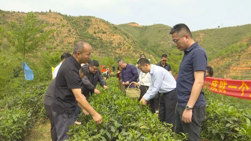 有关于春茶飘香采茶忙 全市生态茶园面积达33.34万亩的相关内容(3)