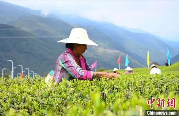 关于打造“茶旅”名片 西藏墨脱首届茶文化旅游季开幕 的最新消息(5)