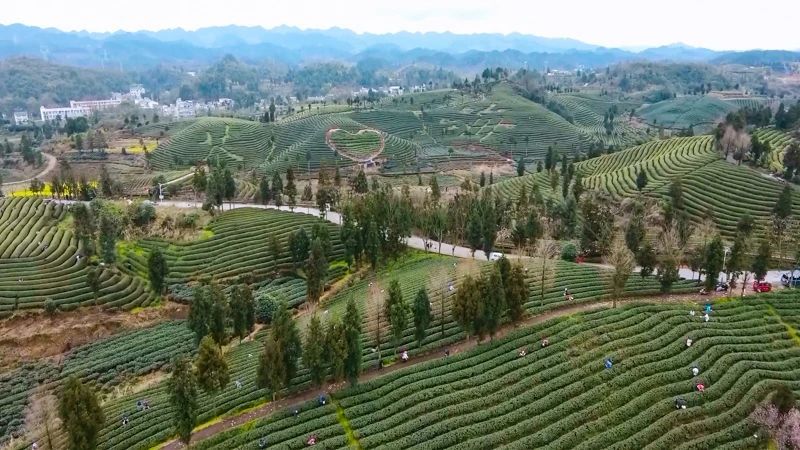 关于何坝街道水河村：一片茶叶解锁致富密码的消息