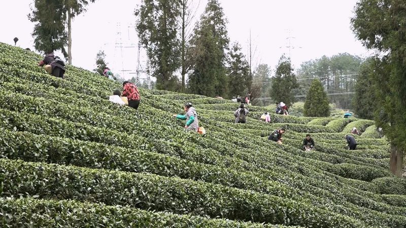 关于何坝街道水河村：一片茶叶解锁致富密码的消息(2)