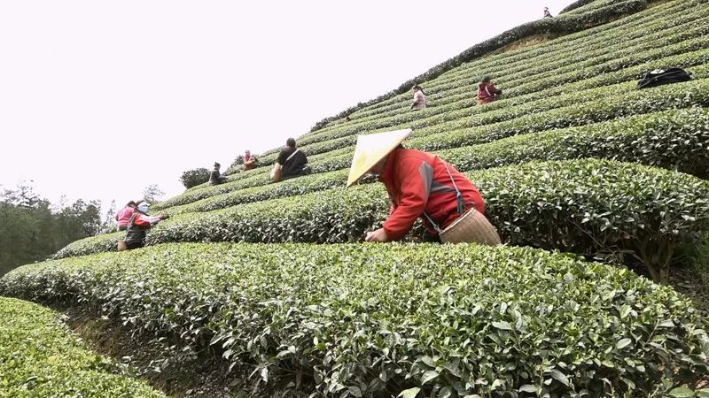 关于何坝街道水河村：一片茶叶解锁致富密码的消息(1)