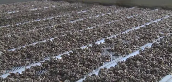 关于打造国际影响力茶产业品牌，巫溪将形成以老鹰茶为核心的大健康产业集群的资讯(3)