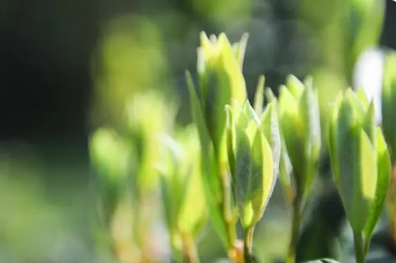 关于打造国际影响力茶产业品牌，巫溪将形成以老鹰茶为核心的大健康产业集群的资讯(2)