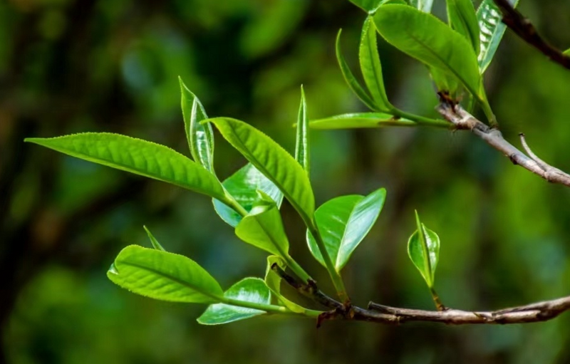 关于临沧永德:茶农获得多份收入的消息(2)