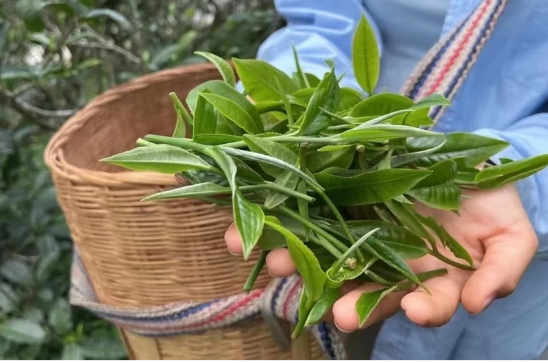 关于临沧永德:茶农获得多份收入的消息(1)