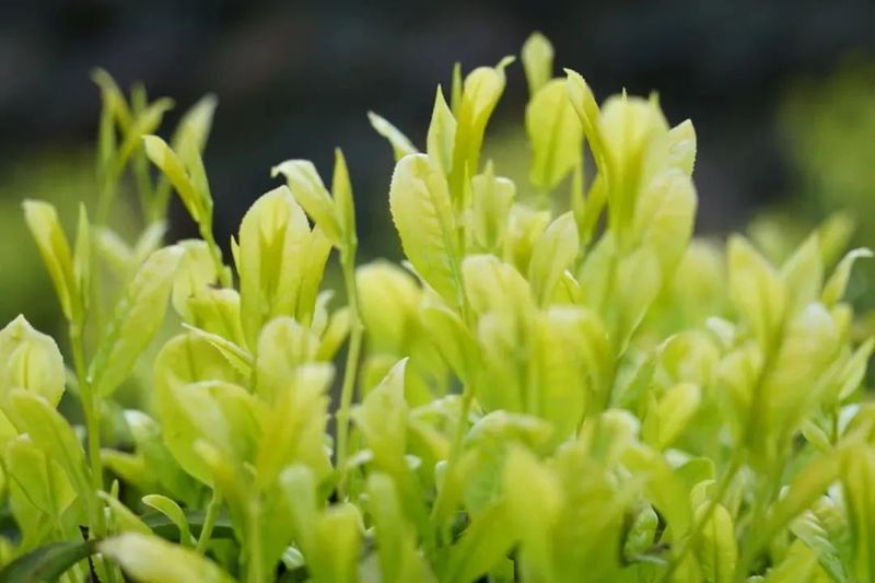 关于千年飘香，带你一览米仓山茶史的相关信息(8)