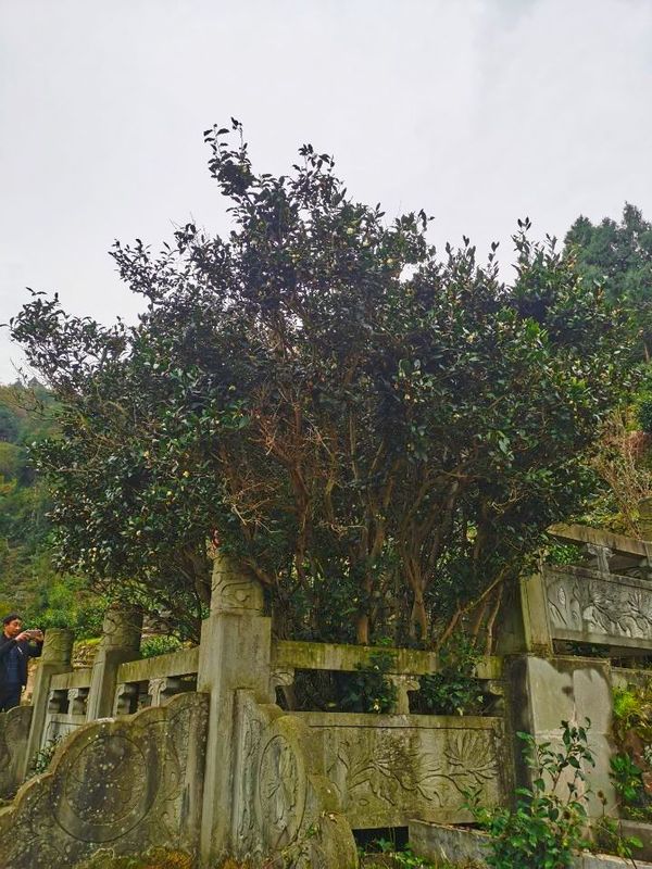 关于千年飘香，带你一览米仓山茶史的相关信息(1)