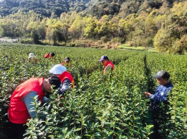 关于富阳灵桥镇 特殊的“采茶工”的相关内容