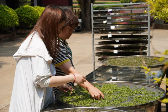 有关于普洱思茅：体验茶文旅魅力 茶园“新中式出游”受青睐的相关信息(4)