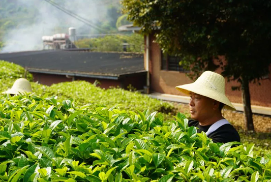 有关于普洱思茅：体验茶文旅魅力 茶园“新中式出游”受青睐的相关信息(5)