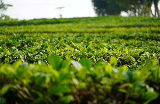 有关于普洱思茅：体验茶文旅魅力 茶园“新中式出游”受青睐的相关信息(3)