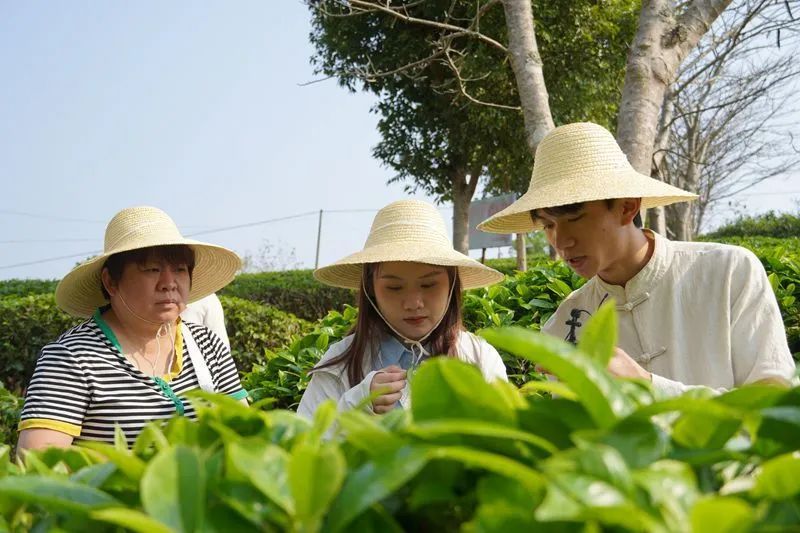 有关于普洱思茅：体验茶文旅魅力 茶园“新中式出游”受青睐的相关信息(1)