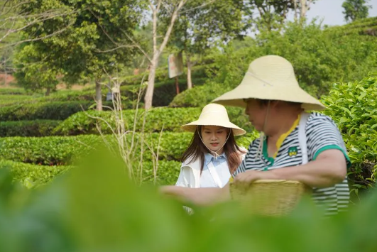 有关于普洱思茅：体验茶文旅魅力 茶园“新中式出游”受青睐的相关信息(2)