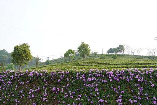 有关于普洱思茅：体验茶文旅魅力 茶园“新中式出游”受青睐的相关信息(8)