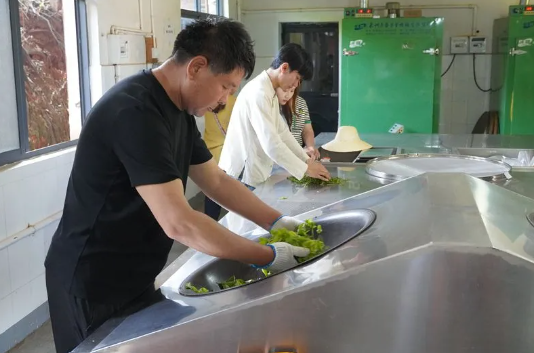 有关于普洱思茅：体验茶文旅魅力 茶园“新中式出游”受青睐的相关信息(6)