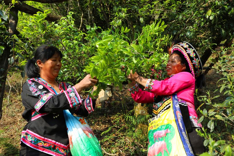关于景东县2024年“无量论茶”安定镇南诏贡茶园分会场活动火热开启的新闻(2)