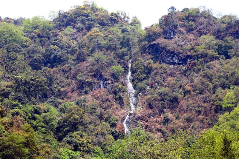 关于景东县2024年“无量论茶”安定镇南诏贡茶园分会场活动火热开启的新闻(15)