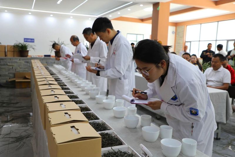 关于景东县2024年“无量论茶”安定镇南诏贡茶园分会场活动火热开启的新闻(11)