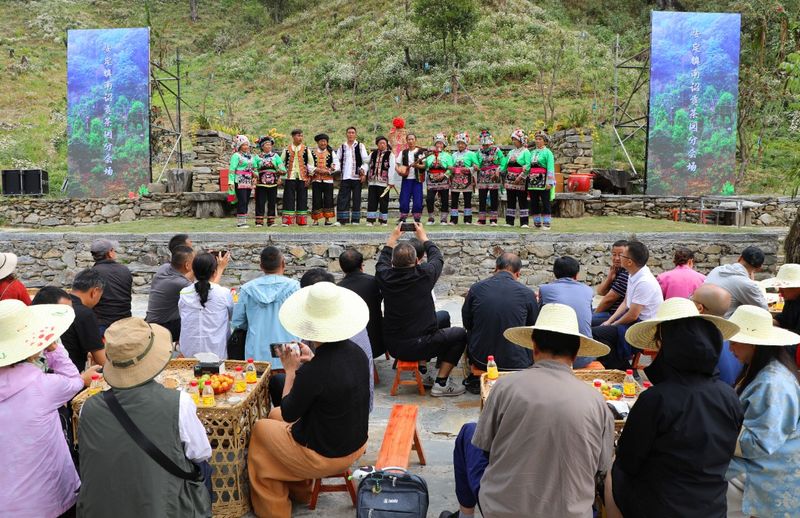 关于景东县2024年“无量论茶”安定镇南诏贡茶园分会场活动火热开启的新闻(7)