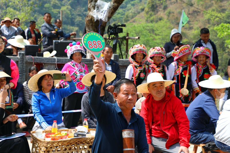 关于景东县2024年“无量论茶”安定镇南诏贡茶园分会场活动火热开启的新闻(9)