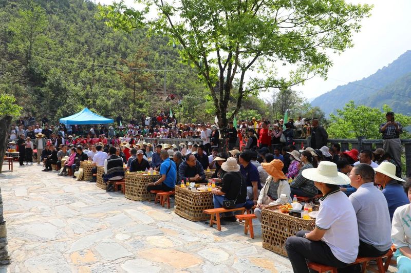 关于景东县2024年“无量论茶”安定镇南诏贡茶园分会场活动火热开启的新闻(10)