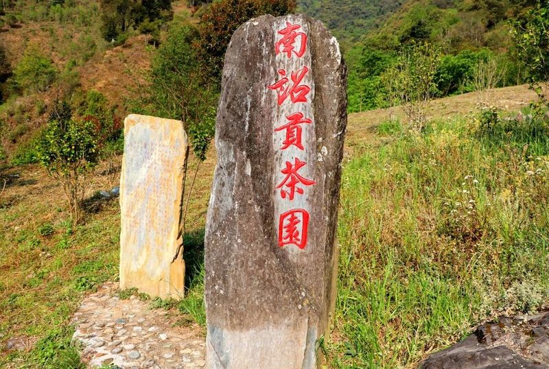 关于景东县2024年“无量论茶”安定镇南诏贡茶园分会场活动火热开启的新闻