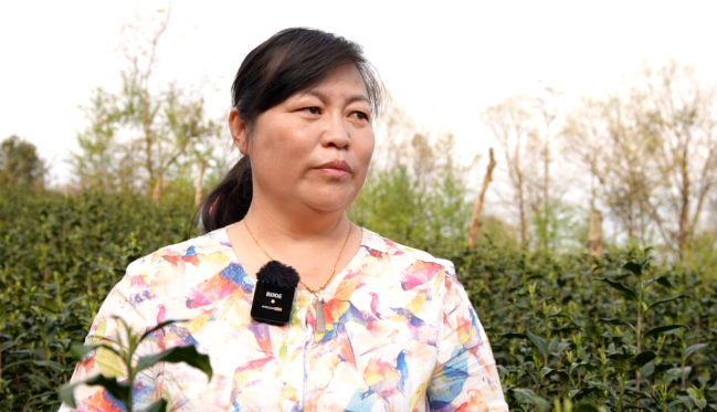 有关于大关县:明前茶香漫溢高山峡谷的信息(2)