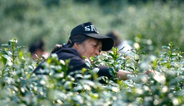 有关于大关县：明前茶香漫溢高山峡谷的信息(7)
