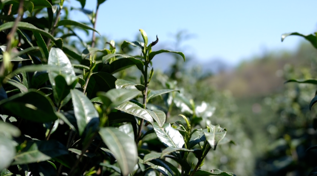 有关于大关县:明前茶香漫溢高山峡谷的信息