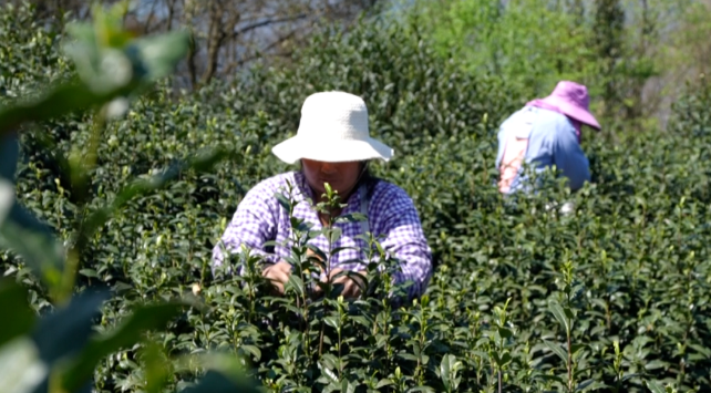 有关于大关县:明前茶香漫溢高山峡谷的信息(3)