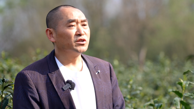 有关于大关县：明前茶香漫溢高山峡谷的信息(6)