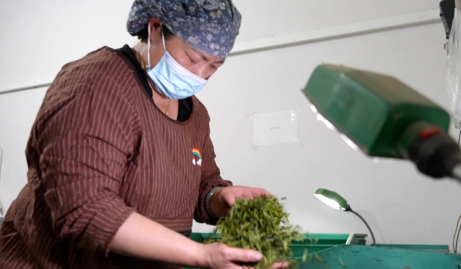 有关于大关县:明前茶香漫溢高山峡谷的信息(5)