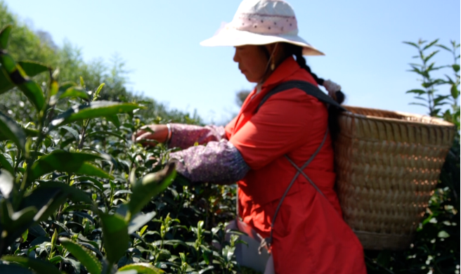 有关于大关县:明前茶香漫溢高山峡谷的信息(1)