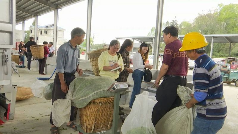 关于永安镇：春茶上市正当时 茶农茶厂忙不停的最新消息(1)