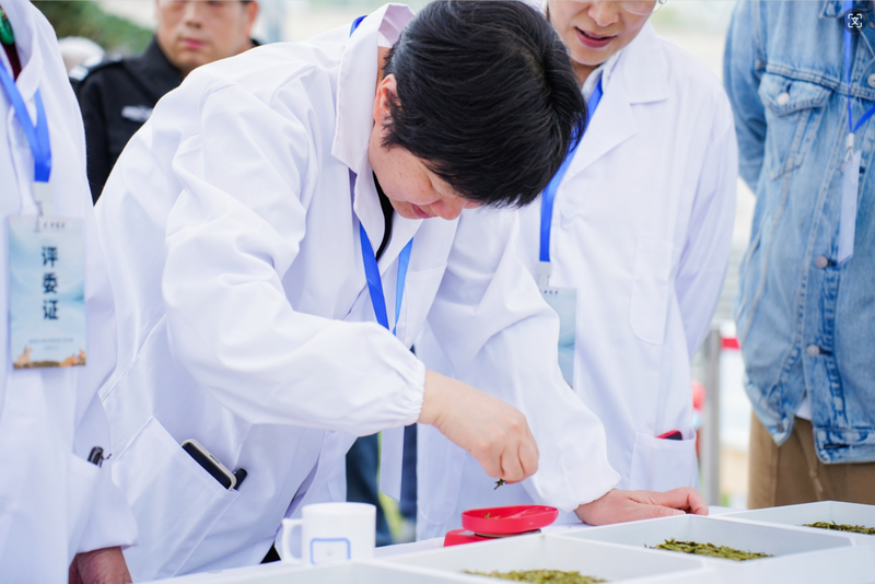 关于茶韵千年 谁主沉浮 大佛龙井精品茶斗出“茶中状元”的信息(3)